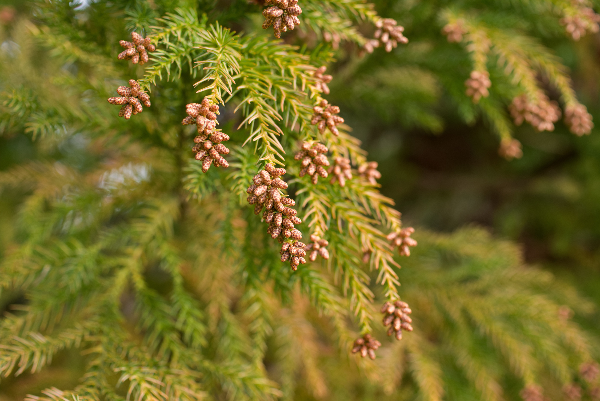 アレルギー性鼻炎(花粉症)かどうか確かめるには?